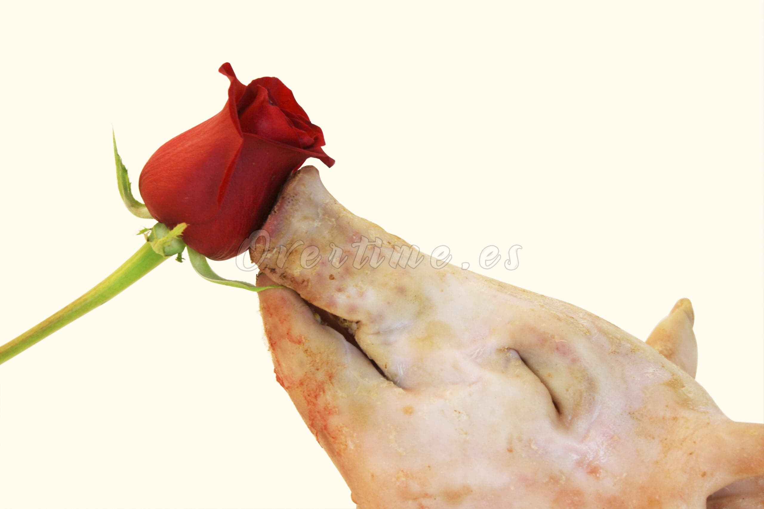 Fotografía "El Perfume"