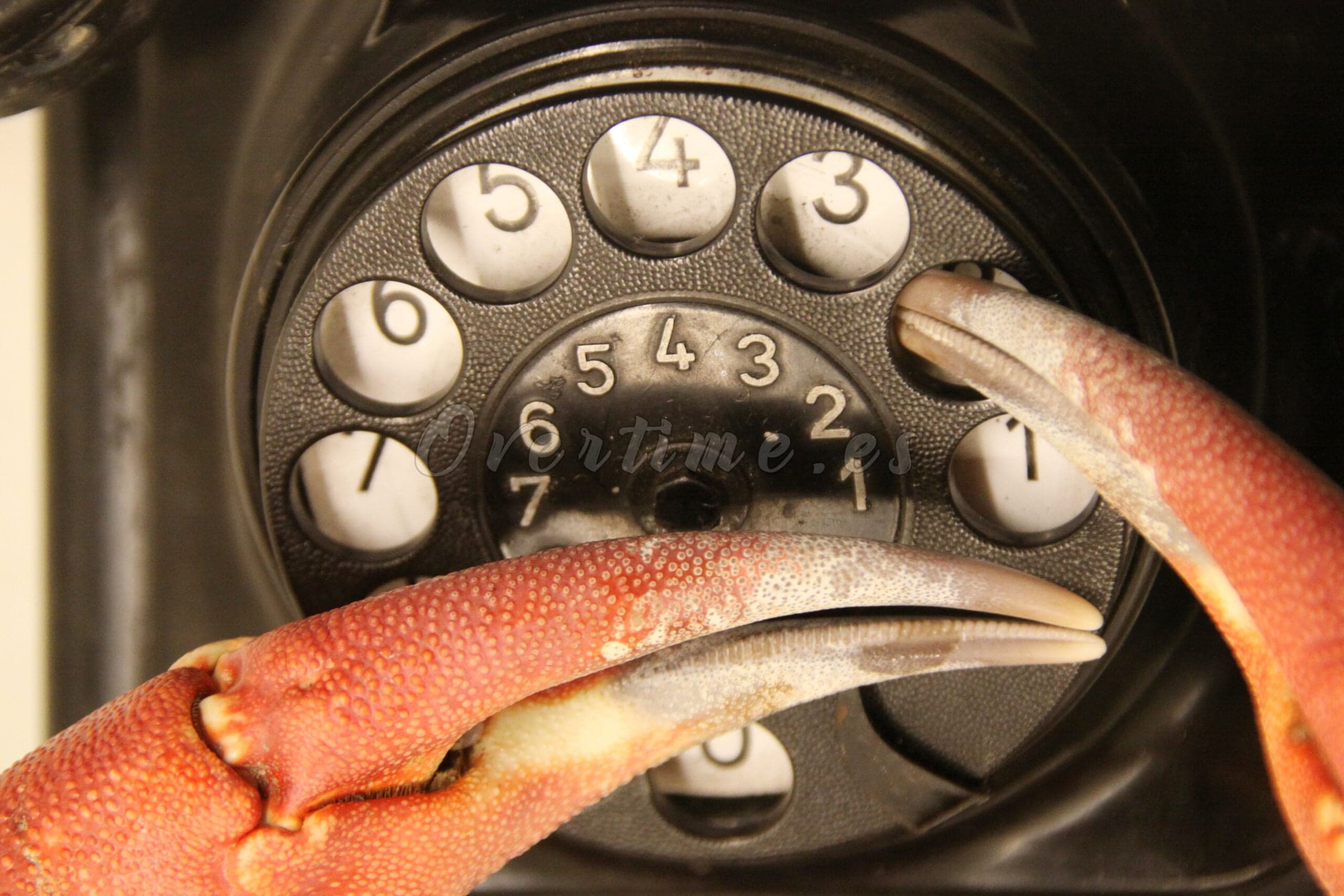 Fotografía "Inteligencia Inquietante"