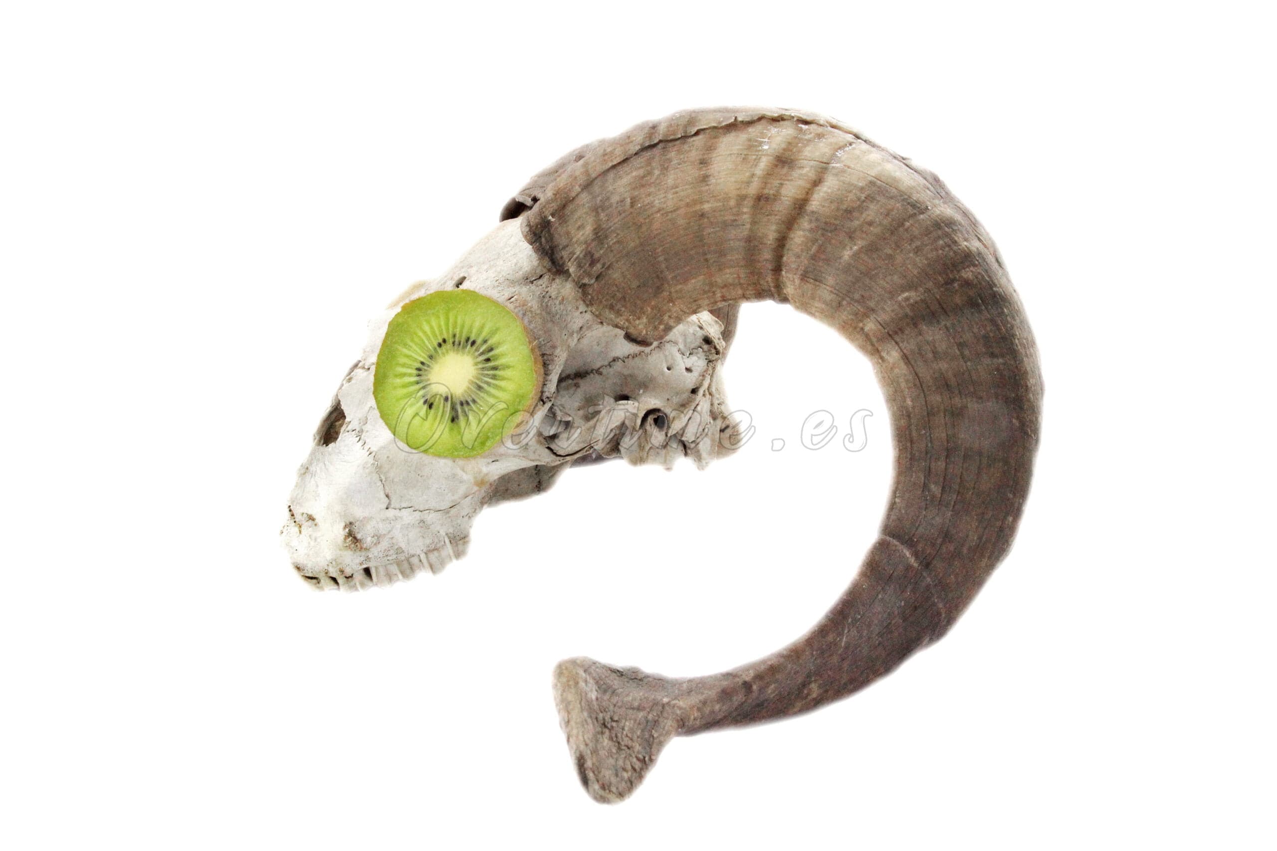 Fotografía "Visión Nocturna"